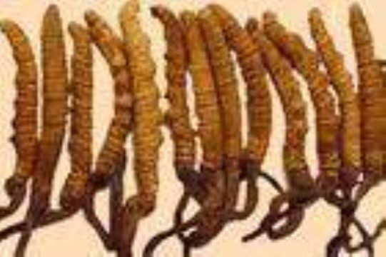 Cordyceps Sinensis P.E.